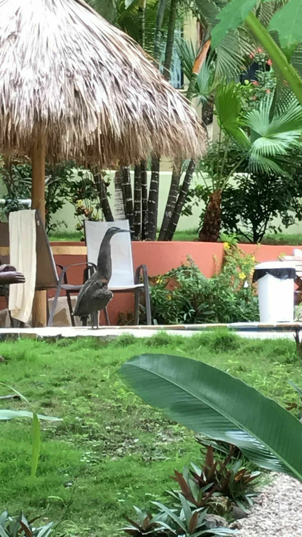 Fuego Lodge Playa Santa Teresa  المظهر الخارجي الصورة
